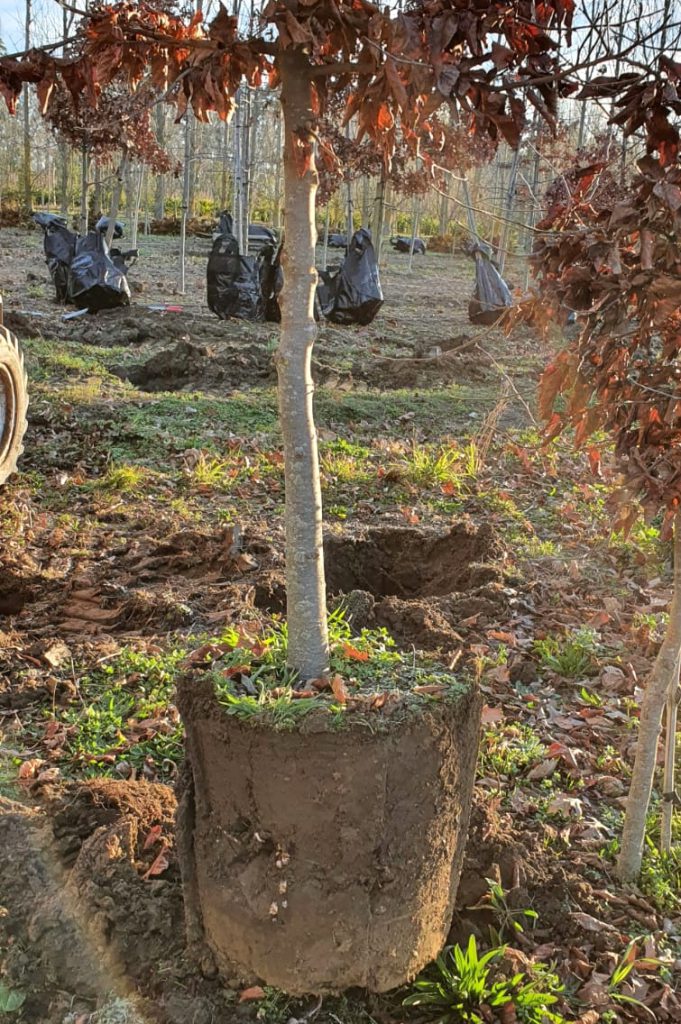 Root ball shape
