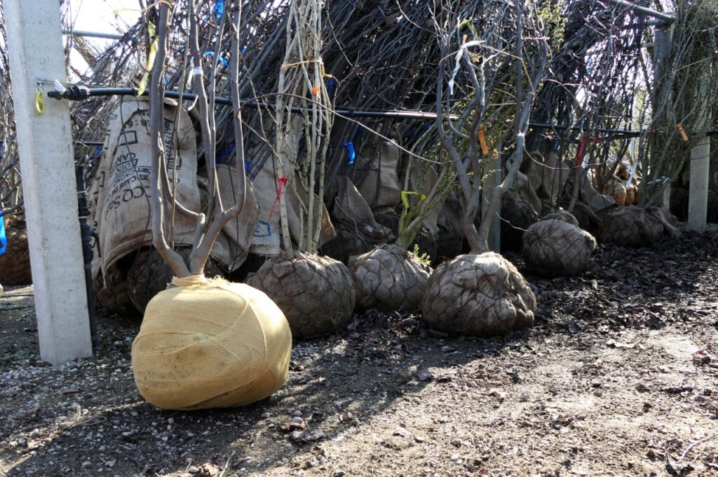 Tree Wrapper Damcon Tree Wrapper® - Damcon tree nursery equipment
