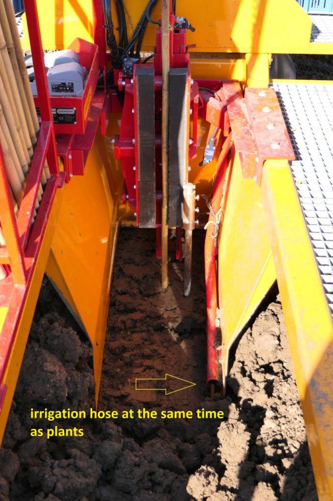 Laying irrigation hose during planting