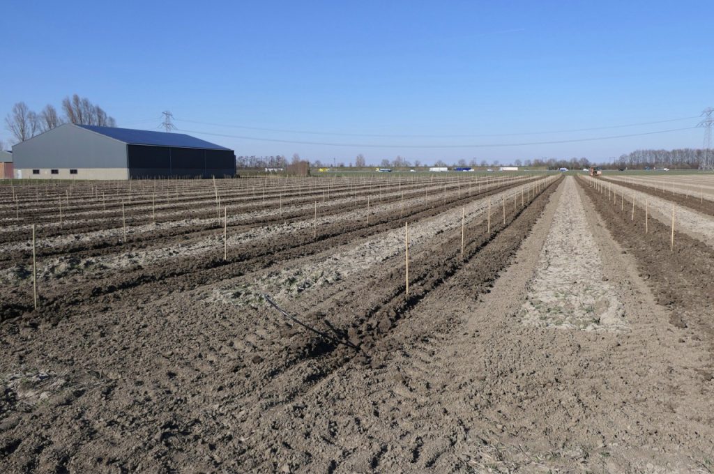 Laying irrigation hose during planting