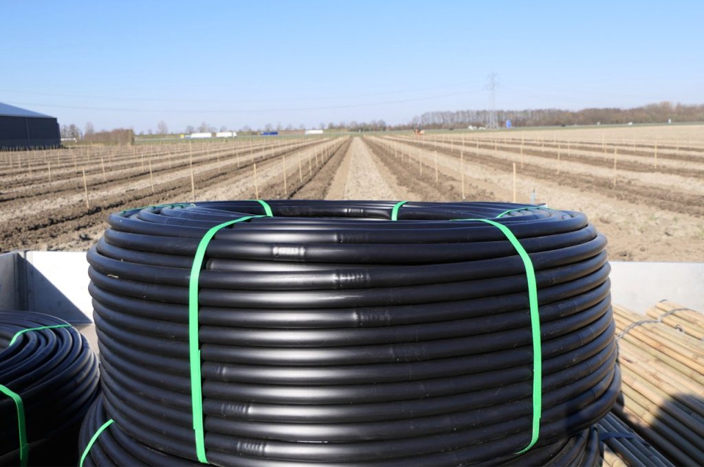 Laying irrigation hose during planting