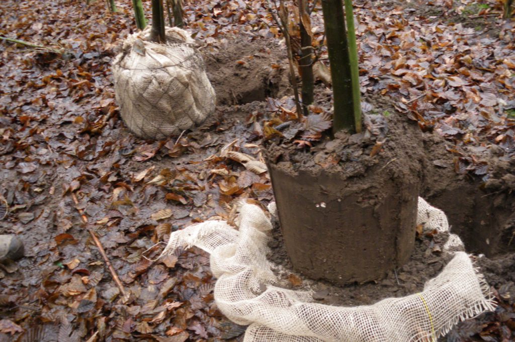 Rootball KLR-500 tree spade