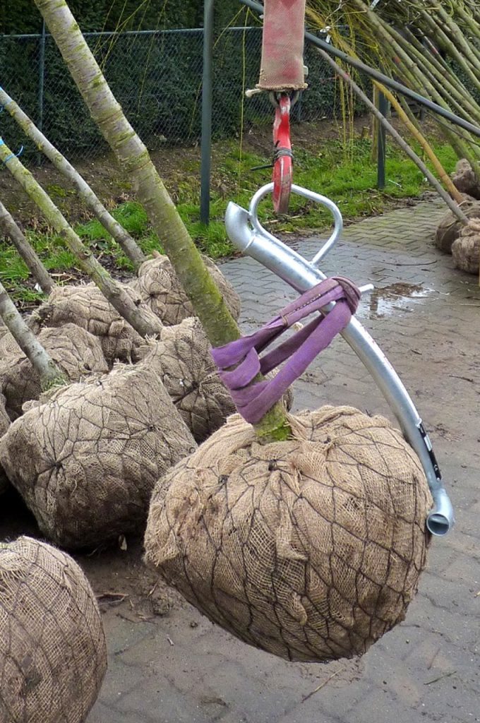 Rootball hook type BLC