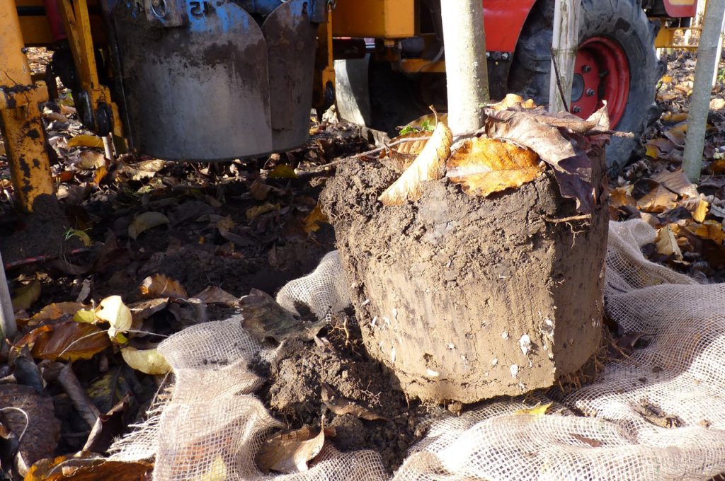 Root ball shape KLR-500 ZR tree spade