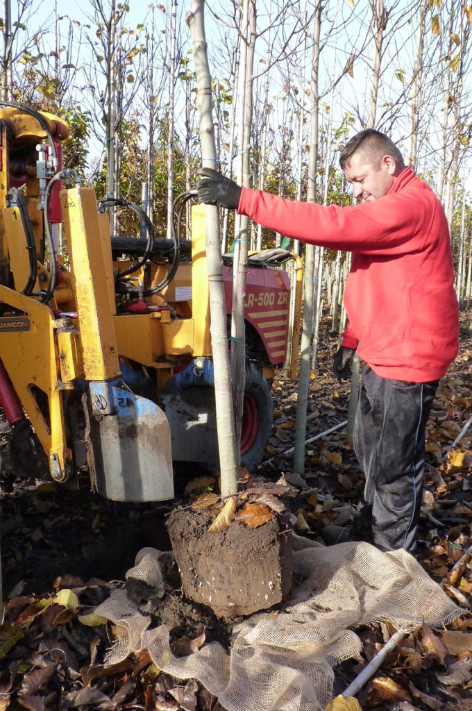 Root ball shape KLR-500 ZR tree spade