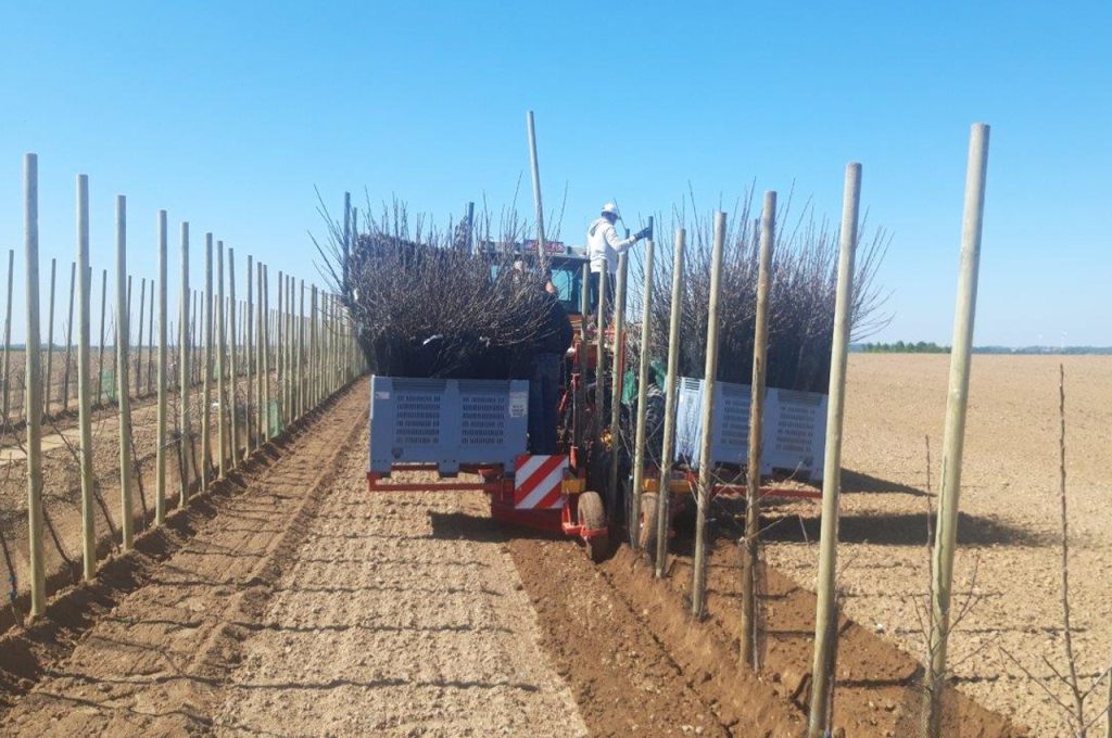 Fruit tree plant machine PL-40 F1 large stock crates with planting material