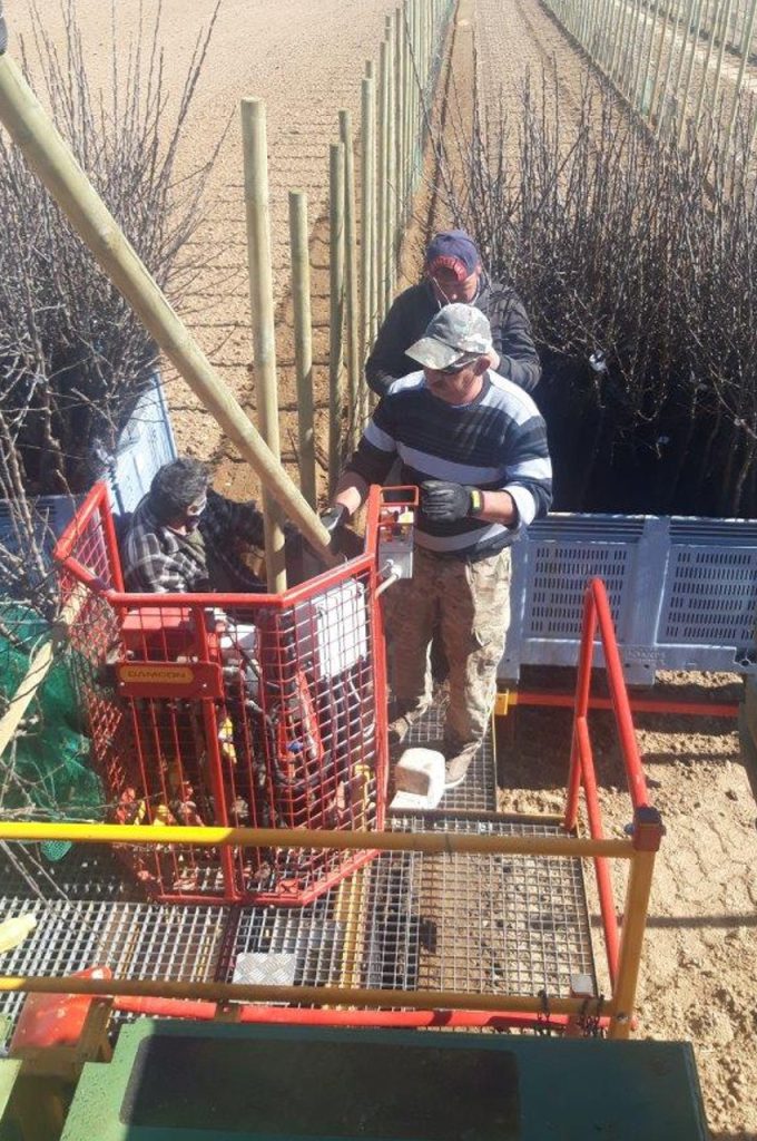 Fruit tree plant machine PL-40 F1 pole presser on GPS