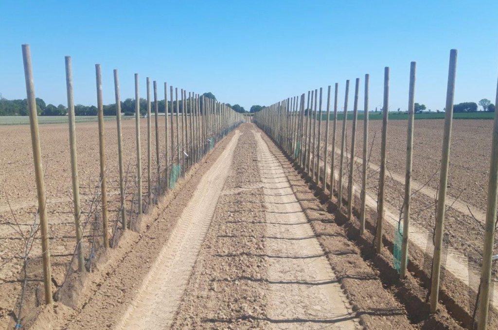 Fruit tree plant machine PL-40 F1 result