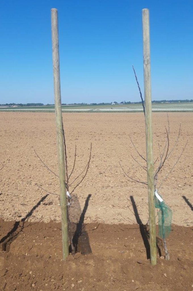 Fruit tree plant machine PL-40 F1 result