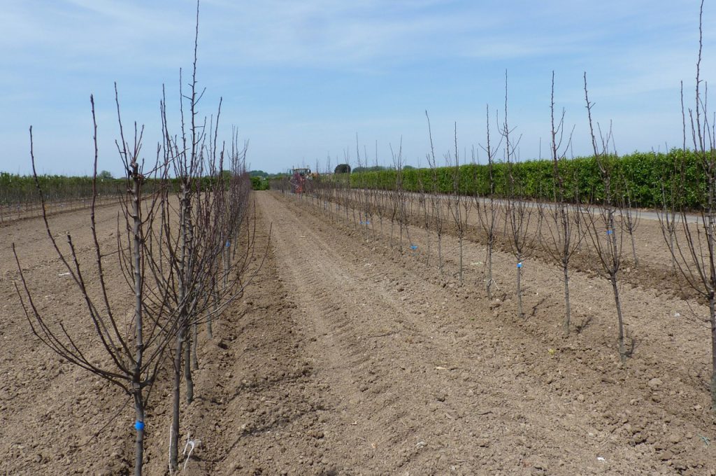 PL-40 F3 fruit tree plant machine result