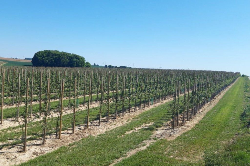 Fruit tree plant machine PL-40 F1 result after 1 year