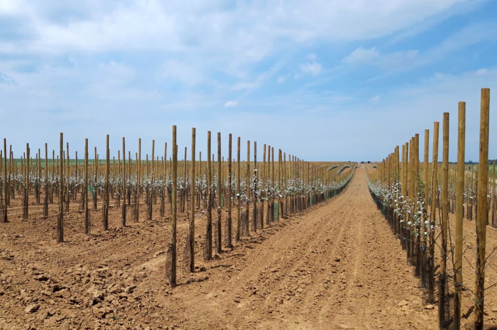 Fruit tree plant machine PL-40 F1 result after 1 month