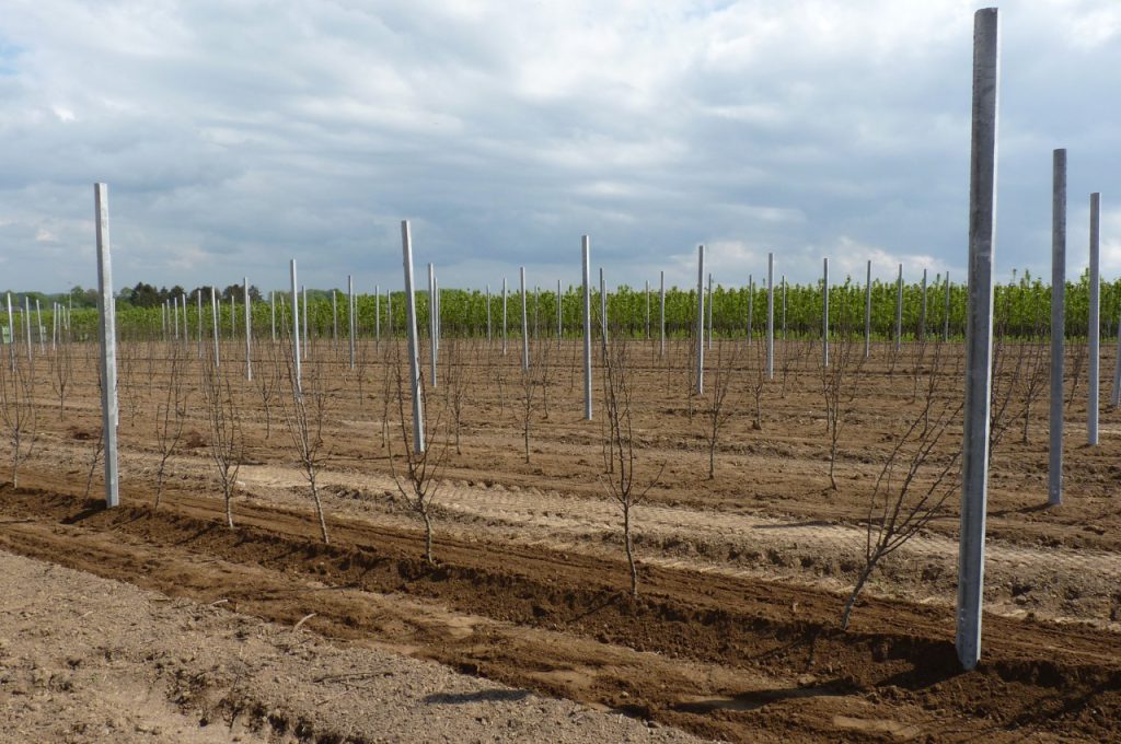 PL-40 F2 fruit tree plant machine result after planting