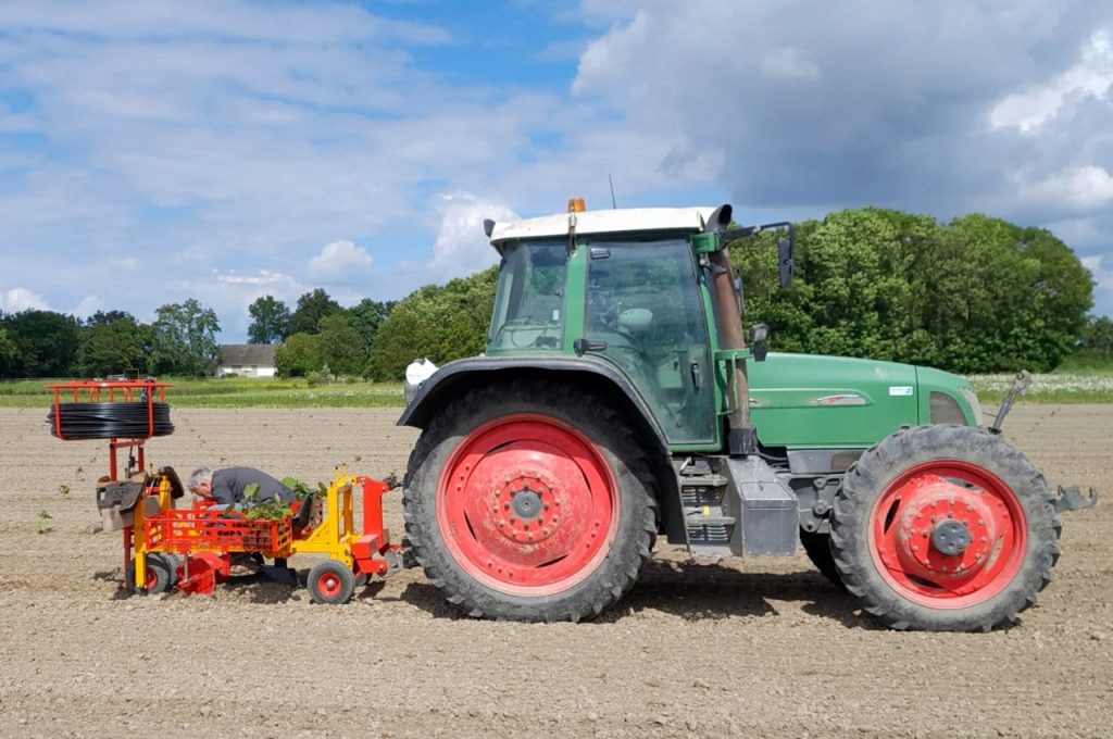 Planting Paulownia’s and laying irrigation hose at the same time