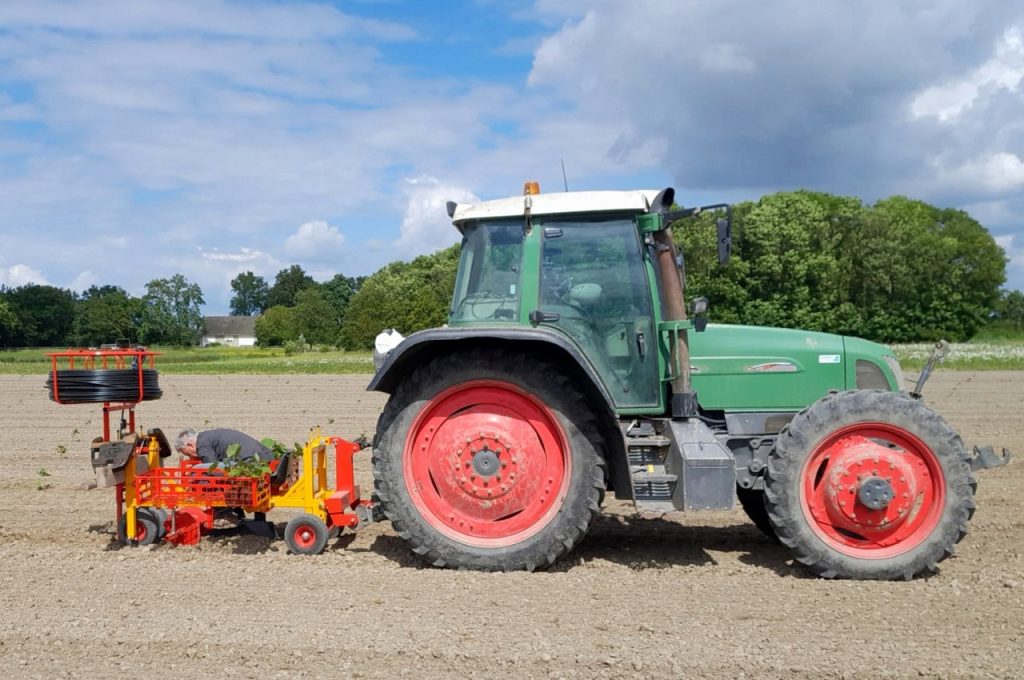 Planting Paulownia’s and laying irrigation hose at the same time