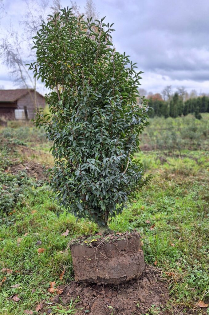 Result KLR-650 with 65 cm spades