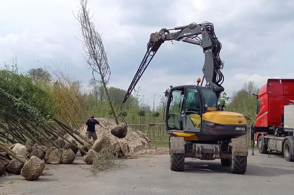 Rootball hook type BLC