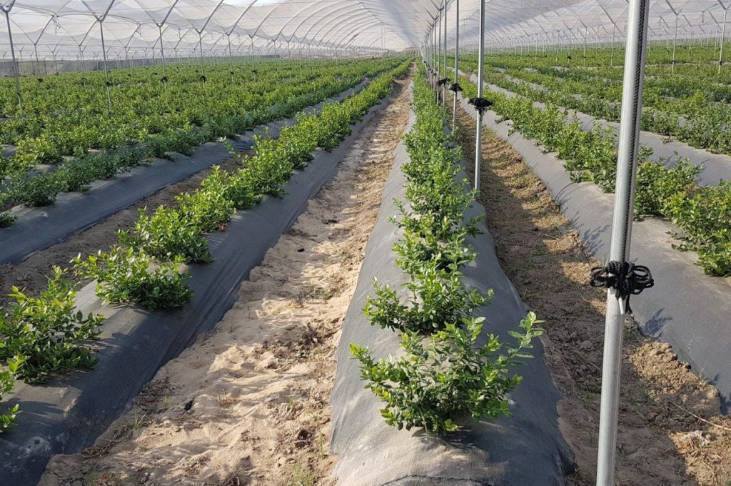 Blueberries under roof - Multitrike high clearance tractor for blueberries