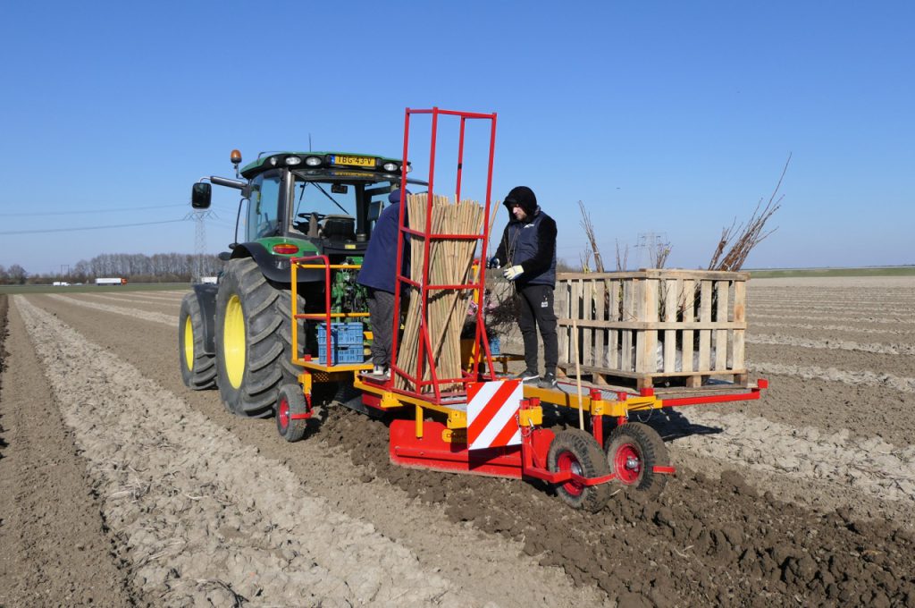 Laying irrigation hose during planting