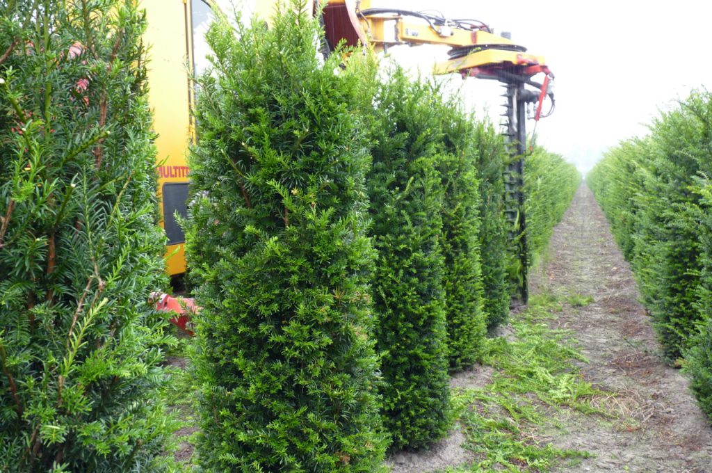 Cone pruner - Multitrike high clearance tractor for shrubs and conifers