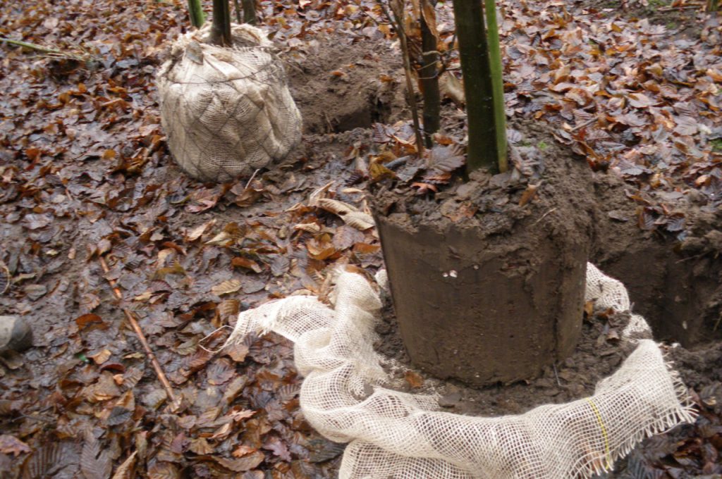 root ball shape KLR-500 tree spade