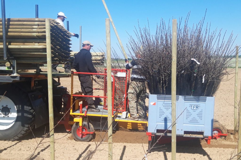 Putting poles and planting trees in 1 pass with the fruit tree plant machine PL-40 F1