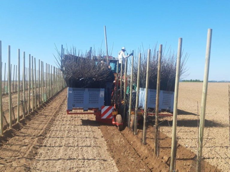 Plant stock boxes PL-40 F1 fruit tree plant machine plant machine