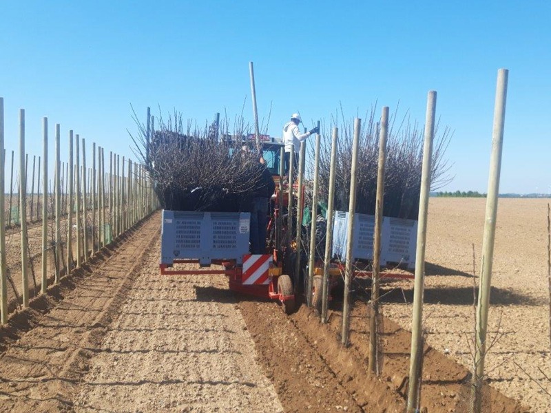 Plant stock boxes PL-40 F1 fruit tree plant machine plant machine