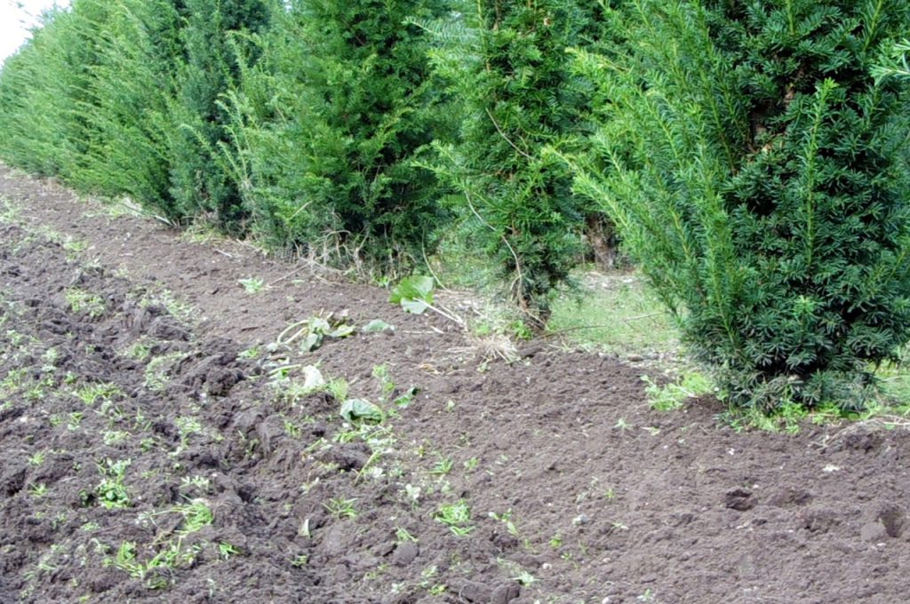 Result Damcon cultivators