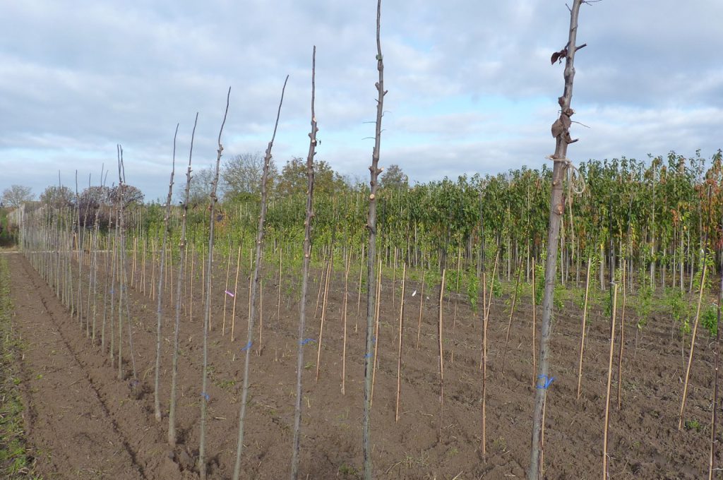 result after planting with the plant machines