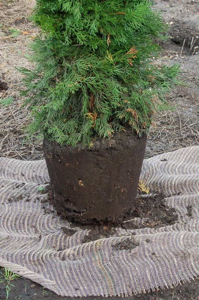 result KLR-300 ST and KLR-300M ST tree spades