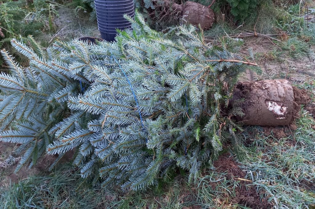 Result KLR-301M ST tree spade