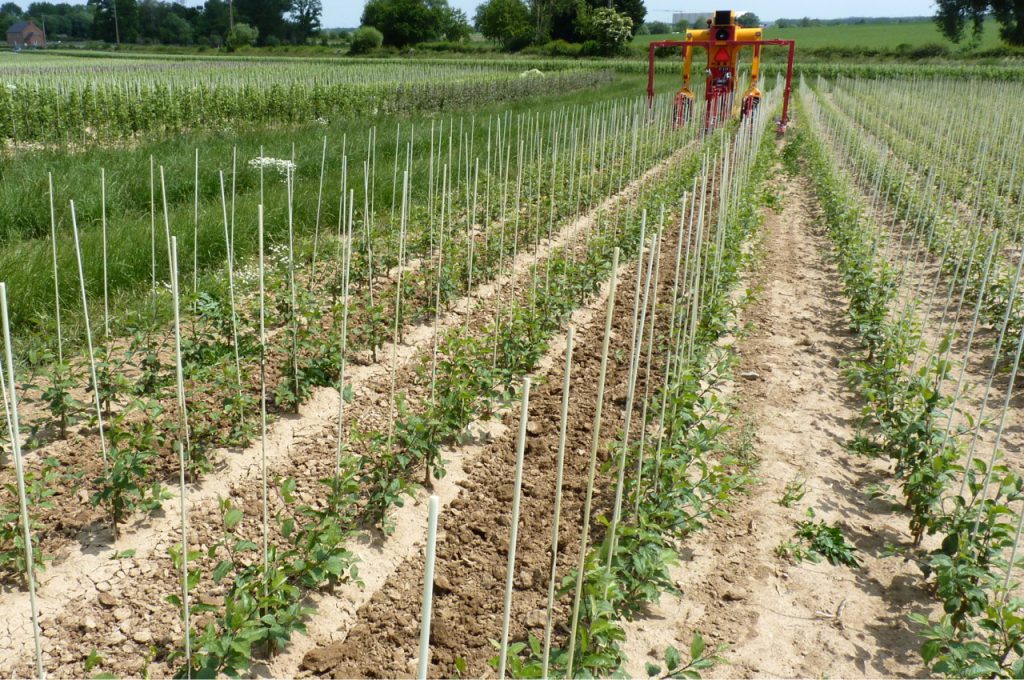 Result after hoeing row distance 80 cm - Multitrike high clearance tractor for fruit trees