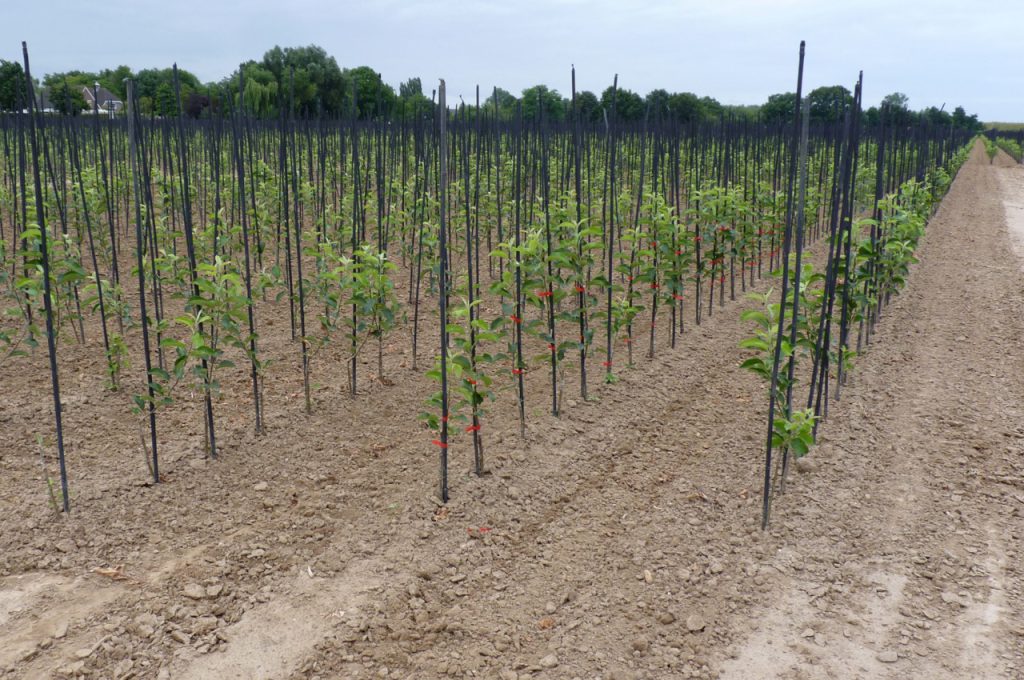 Result after hoeing row distance 90 cm - Multitrike high clearance tractor for fruit trees