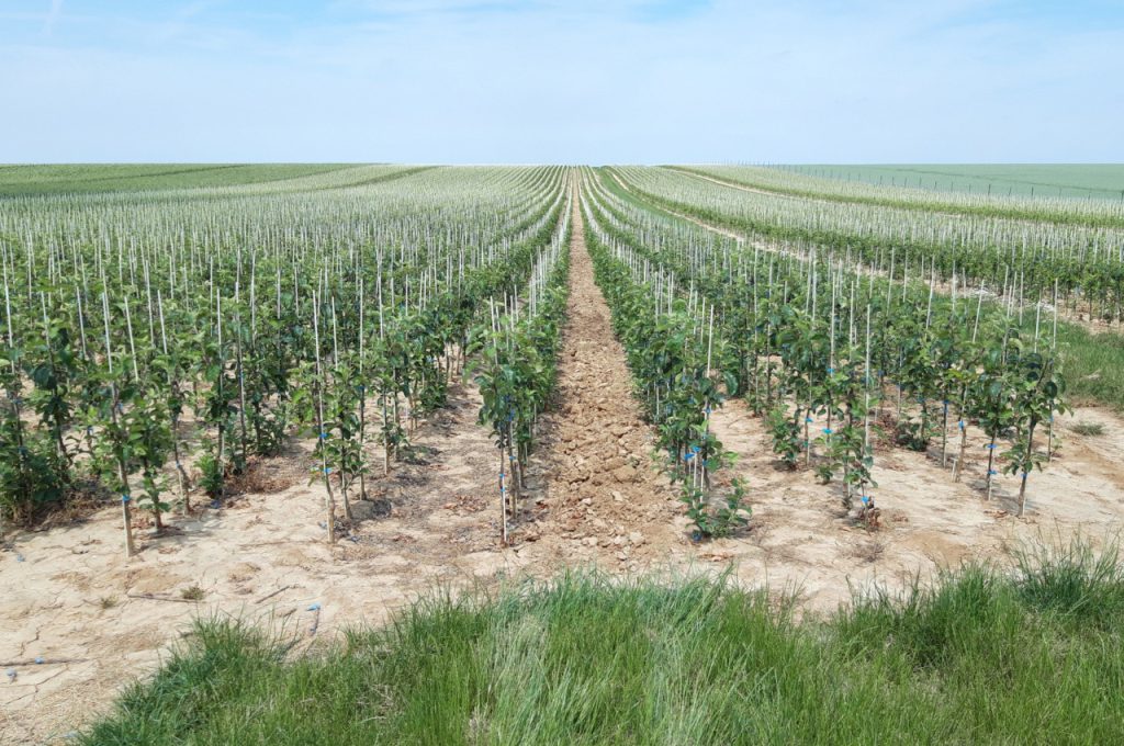 result on heavy loam soil