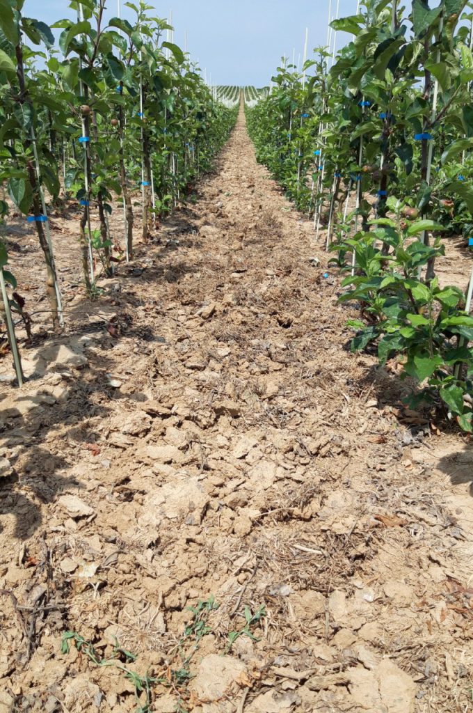 result on heavy loam soil