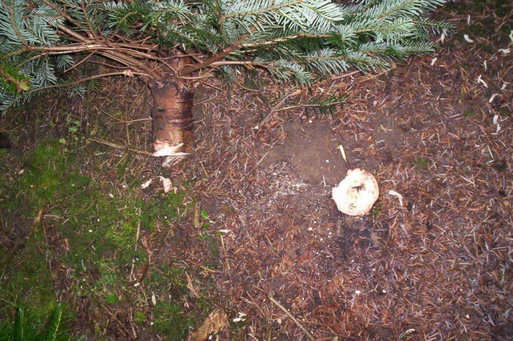 Result saw unit at trunk pruner - Multitrike high clearance tractor for christmas trees