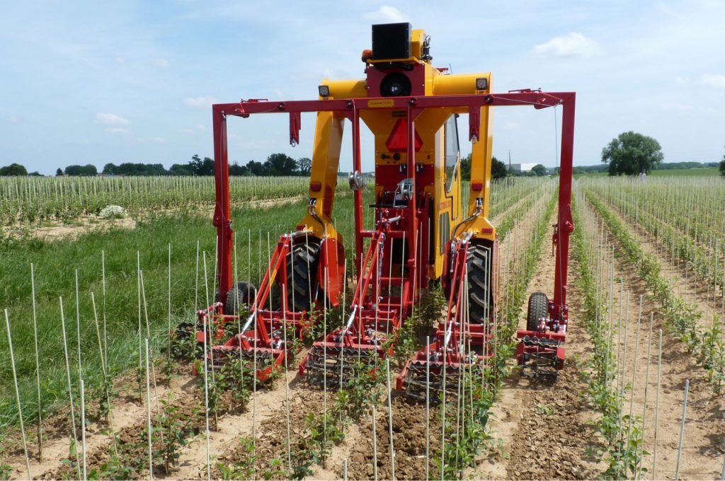 Hoeing with torsion weeder 1 year old cultivation row distance 80 cm - Multitrike high clearance tractor for fruit trees