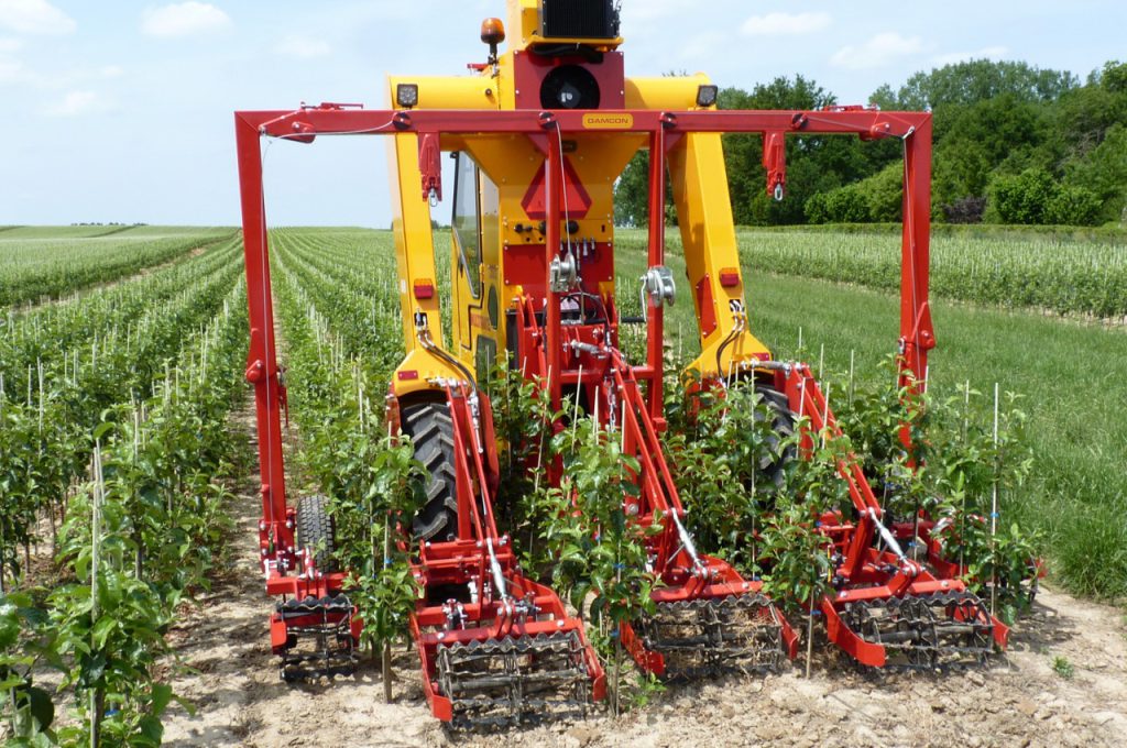 Hoeing with torsion weeder 2 year old cultivation row distance 80 cm - Multitrike high clearance tractor for fruit trees