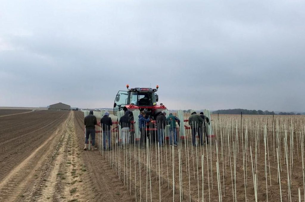 Glass fiber canes carrier in operation