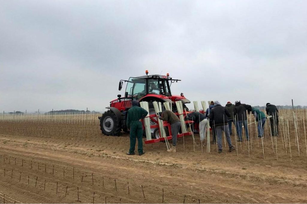 Glass fiber canes carrier in operation
