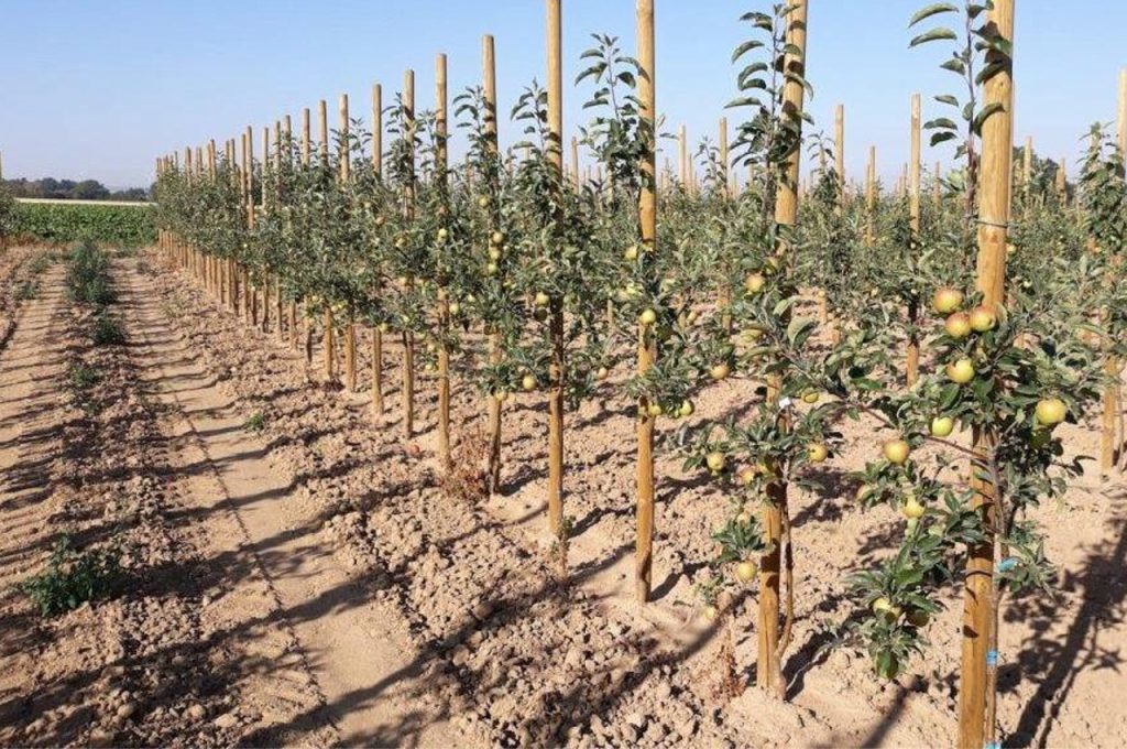 Fruit already in the first year after planting with the fruit tree plant machine PL-40 F1